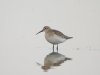 Curlew Sandpiper at Vange Marsh (RSPB) (Steve Arlow) (46637 bytes) Curlew Sandpiper at Vange Marsh (RSPB) (Steve Arlow) (46637 bytes)